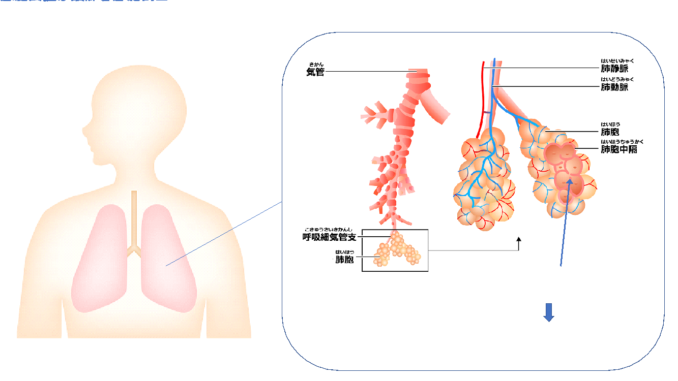 肺気腫 の 名医